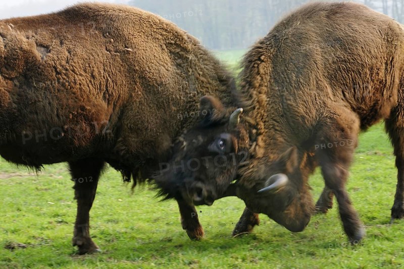 Mountain bison, Bison bonasus caucasicus, breeding in Hardehausen, Hesse, Germany, April 2009