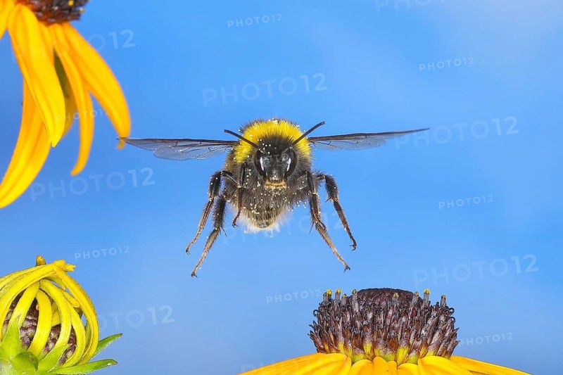 Large earth bumblebee (Bombus terrestris), flying over the flowers of the yellow coneflower (Echinacea paradoxa), wildlife, high-speed nature photography, insects, bumblebees, Siegerland, North Rhine-Westphalia, Germany