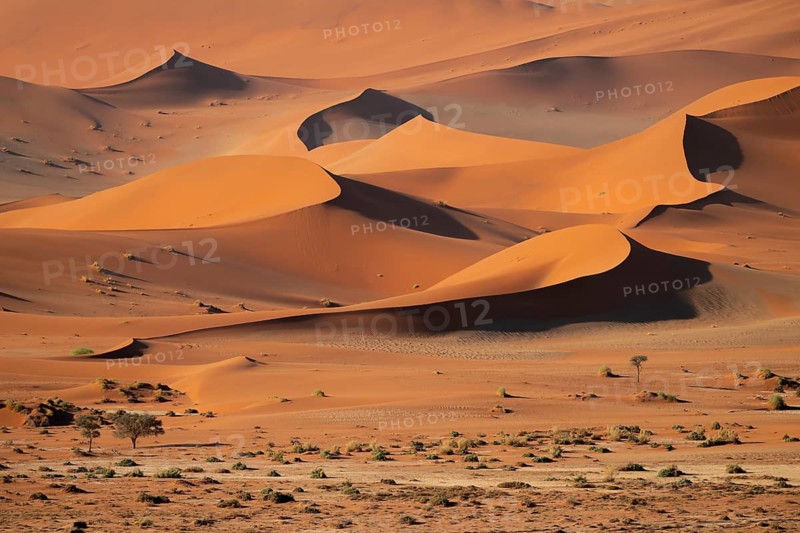 Barren vegetation between red-yellow Namib sand dunes, Namib Desert, Namib-Naukluft National Park, Namibia