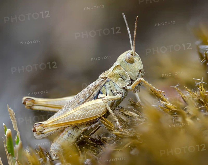 Acrididae, caelifera, common club grasshopper, spotted club scare, gomphocerinae, club scare, short-feeler, mottled grasshopper, myrmeleotettix maculatus, female, grasshopper, grasshopper, grasshopper, insects, female