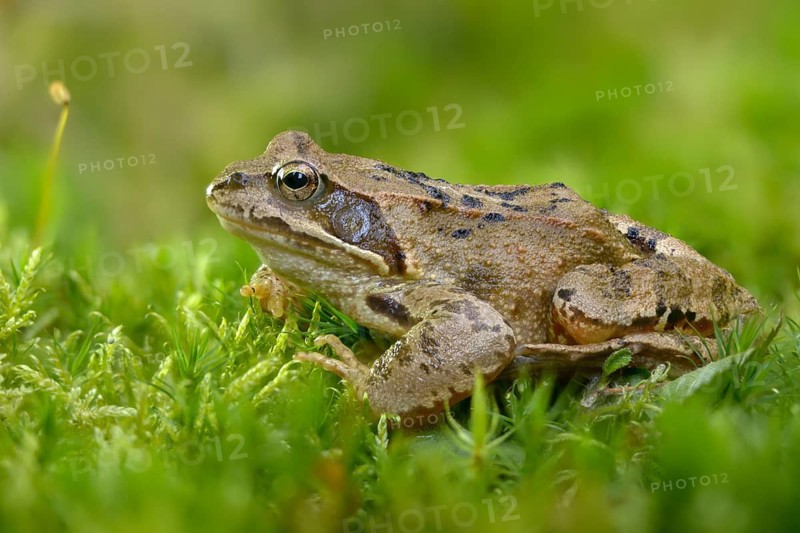 Common frog, common frog, rana temporaria, amphibians, amphibians, frog, frogs, amphibians