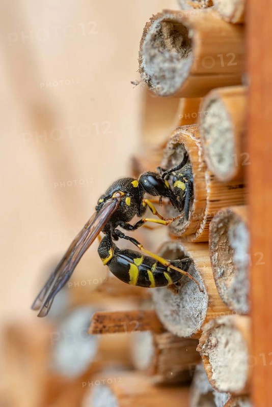 Large stem wasp, hymenoptera, clay wasp, wall clay wasp, Odynerus nidulator, Symmorphus murarius, wrinkle wasp, female, high size, portrait format, insects, female