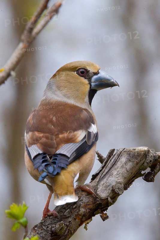 Coccothraustes Coccothraustes, Hawfinch, Heartbiter, Birds, High Size, Portrait, Passeri, Songbirds, Birds