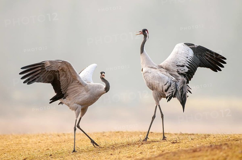 Crane (Grus grus), courtship, crane dance, Fågelsjö, Gävleborg County, Sweden
