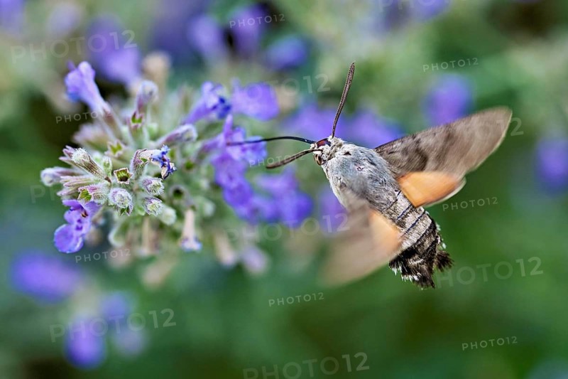 Star-tailed hummingbird (Macroglossum stellatarum), feeding on nectar from a catmint (Nepeta faassenii) flower, Meienberg, Canton of Aargau, Switzerland