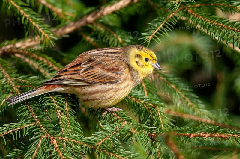 Emberiza citrinella, goldammer, yellowhammer, birds, male, passeri, songbirds, birds