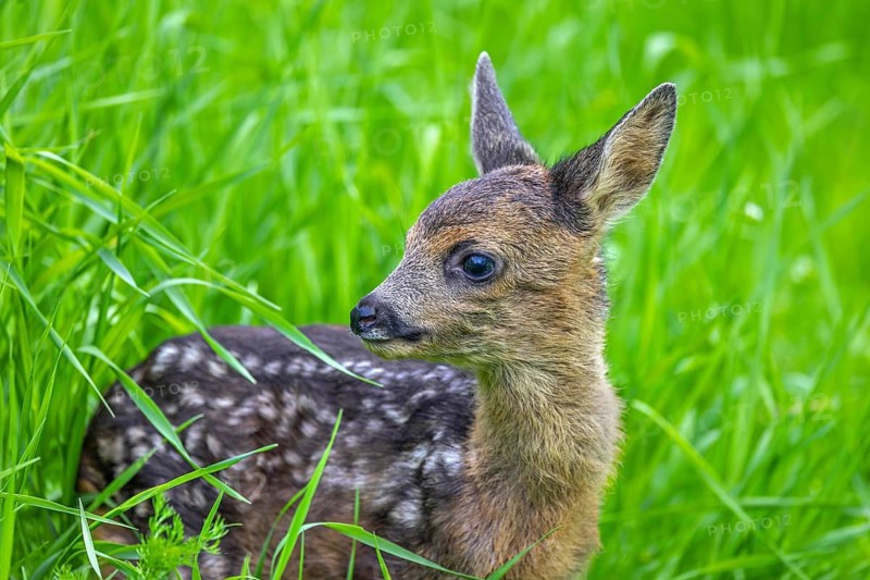 European roe deer (Capreolus capreolus), cute vulnerable fawn hidden in long grass in meadow, grassland in spring