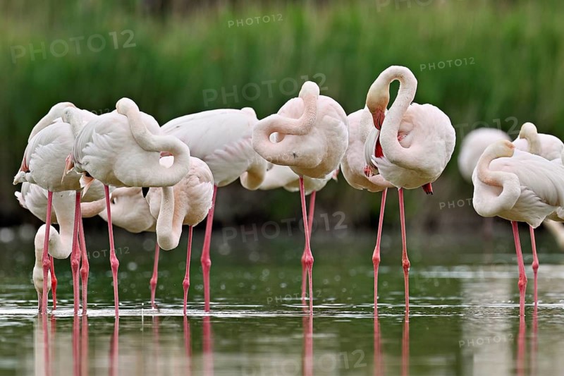 A group of greater flamingos (Phoenicopterus roseus), standing in the water, Camargue Regional Nature Park, southern France