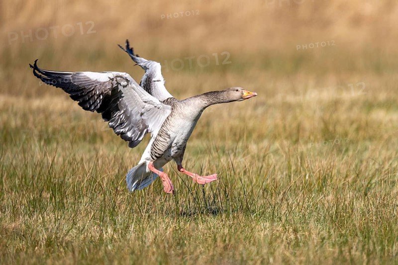Greylag Goose (Anser anser) in flight, Dümmer, Lembruch, Lower Saxony, Germany