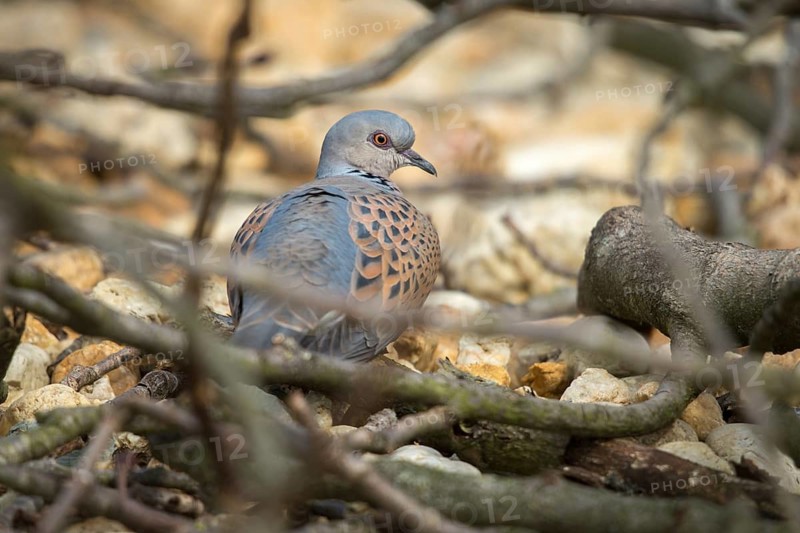 Streptopelia turtur, lovebird, turtle dove, birds, columbidae, doves, birds