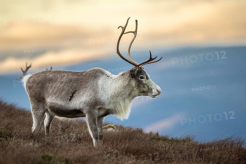 Reindeer (Rangifer tarandus) in the Cairngorm Mountains in the Scottish Highlands, Aviemore, Scotland, United Kingdom