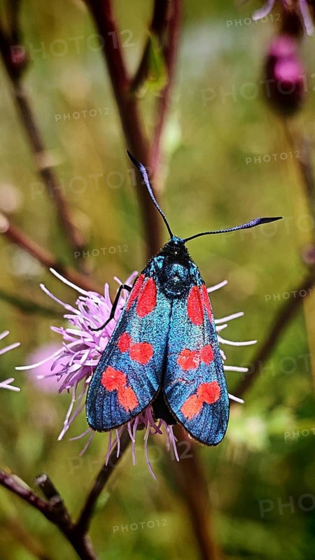 A close-up of a colourful butterfly, the Six-spot Burnet (Zygaena filipendulae), with a blue and red pattern, perched on a delicate flower, Steinbach am Wald, Rennsteig, Frankenwald nature park Park, Upper Franconia