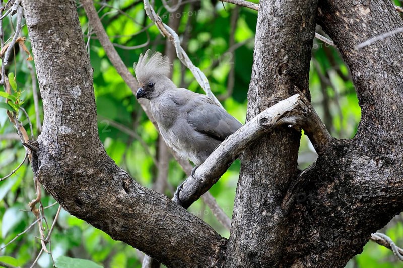 Grey Go-away-bird (Crinifer concolor), adult, perched on a tree, alert, Kruger National Park, South Africa