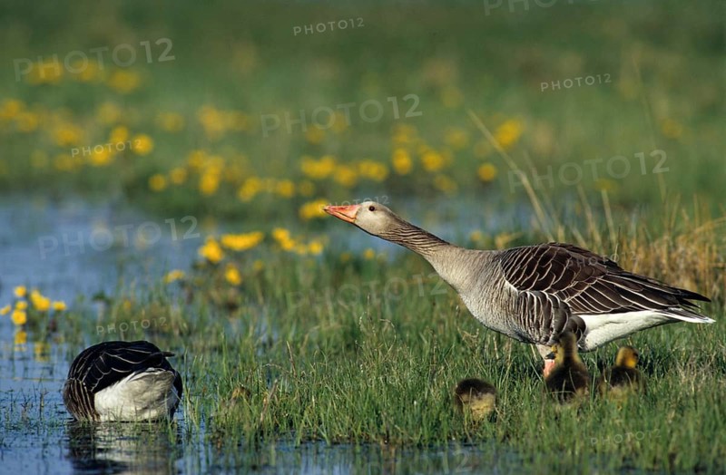 Anser Anser, Dune Boy, Greylag or Graylag Goose, Grelag Goose, Chicks, Anatidae, Birds, Duckbirds, Goose, Geese, Gössel, Leo, Pullus, Birds, Waterbirds