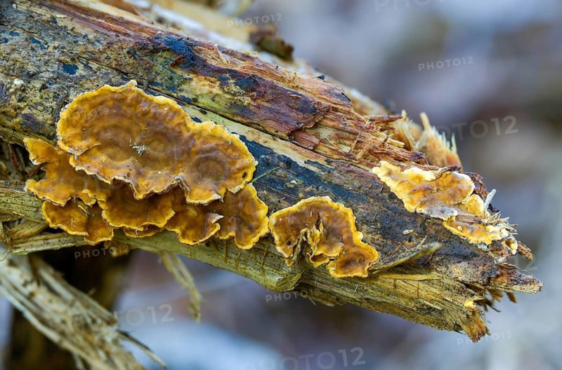 Auricularia Reflexa, Corticium reisneri, stratified mushroom, stereum hirsutum, stereum leoninum, stereum persoonianum, weedy layered mushroom, thelephora hirsute, false turkey tail, fungi, fungus, hairy curtain crust, mushrooms