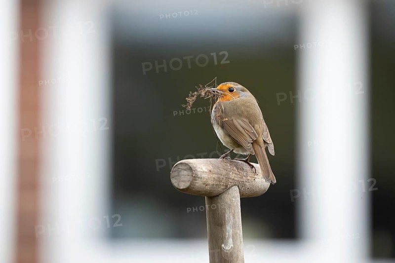European robin (Erithacus rubecula) adult garden bird with nest material in its beak on a fork handle in spring, England, United Kingdom