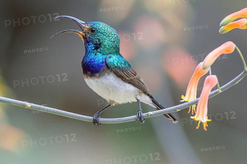 White-bellied sunbird, (Cinnyris talatala), Sabi Sands Game Reserve, Mpumalanga, South Africa
