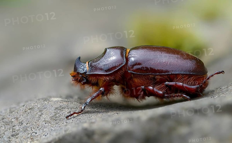 European rhinoceros beetle, rhinoceros beetle, oryctes nasicornis, rhinoceros beetle, beetle, coleoptera, insects, beetles