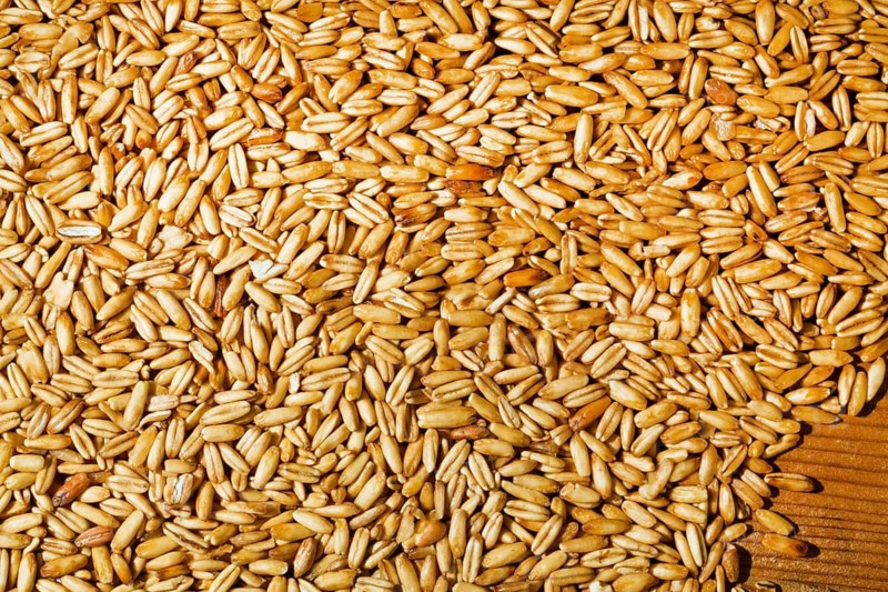 Oat grains. agriculture grain income, Austria