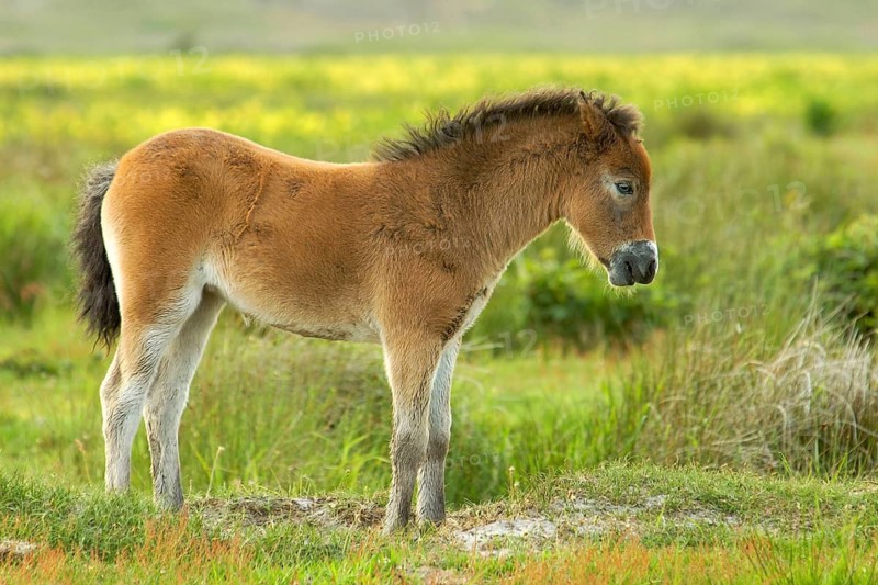 Exmoor - pony - foal, Texel island, Netherlands