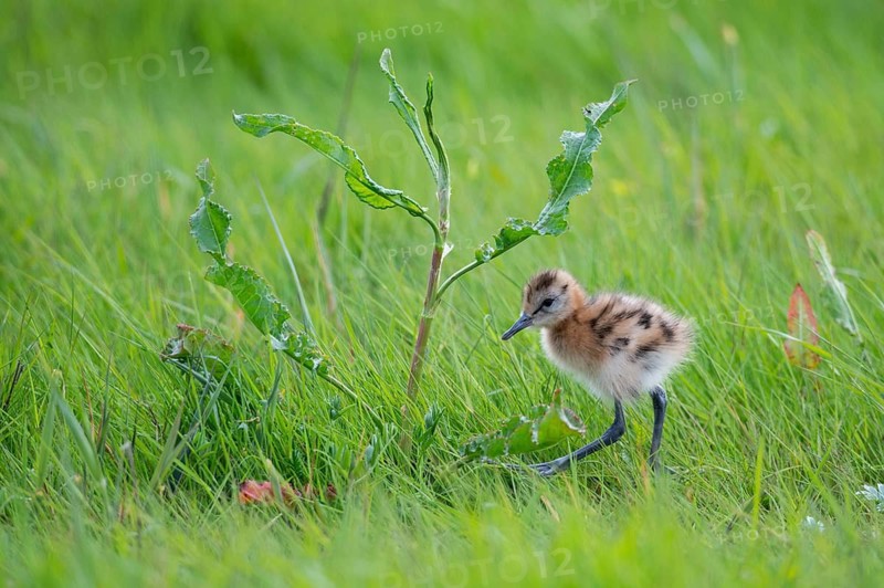Black-tailed gown Limosa limosa) with chicks at the nest in a wet meadow, De Waal, Texel, the Netherlands