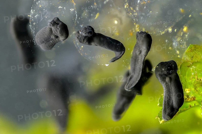Bufo bufo, common toad, amphibians, amphibians, five days old, larva, larva, amphibians