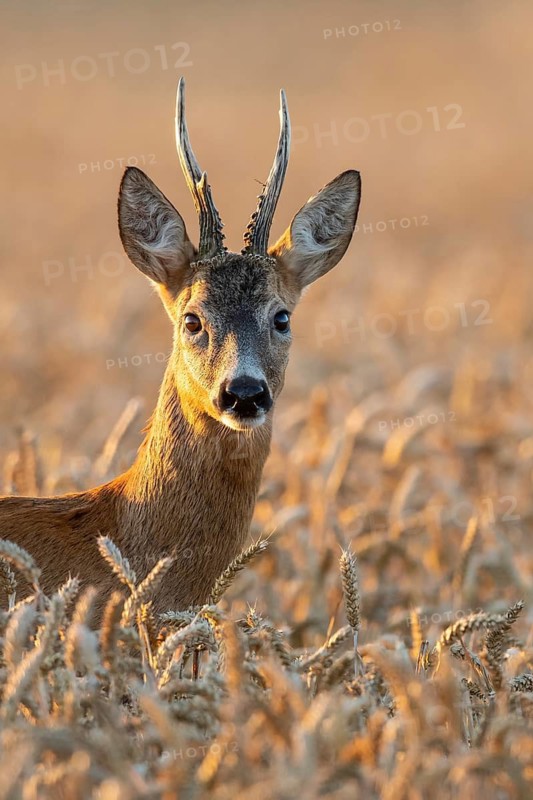 A roe deer (Capreolus capreolus) in a cereal field during the rutting season, Vechta, Lower Saxony, Germany
