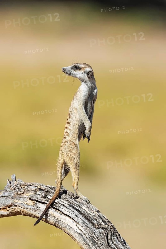 Suricate (Suricata suricatta). Also called Meerkat. Guard on the lookout. Kalahari Desert, Kgalagadi Transfrontier Park, South Africa