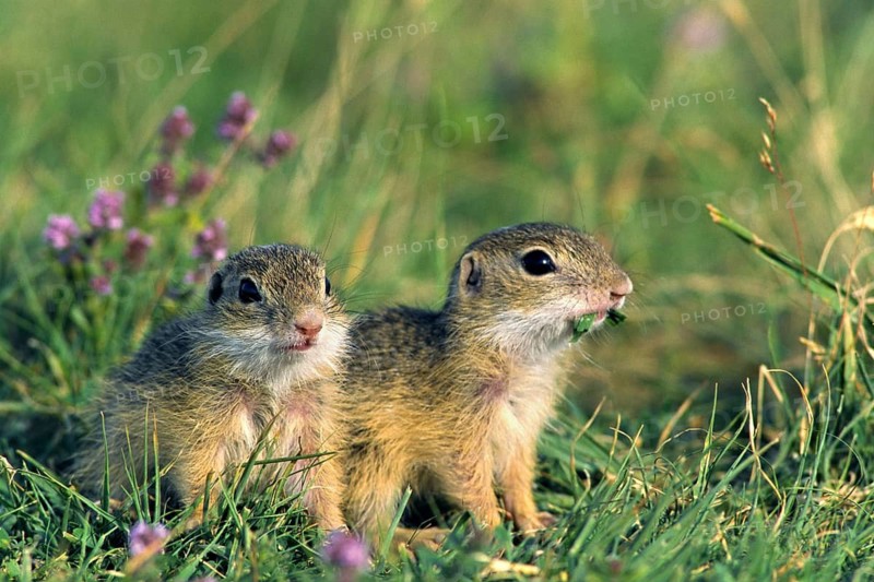 Ziesel/Citellus citellus/European Suslik, European Ground Squirrel, Pusta, Hungary, Plain Squirrel, Pusta, Hungary/ Hungary