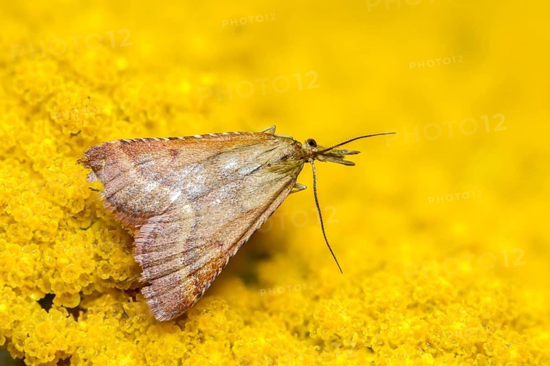 Olive-brown moth, pyrausta cespitalis, pyrausta despictata, moth, insects, moths, moths, butterflies, straw-barred pearl