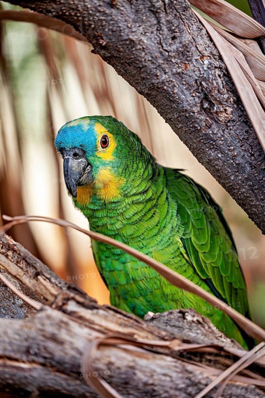 A green-and-yellow parrot with a blue head is perched amongst the branches, looking curiously, a blue-fronted Amazon in Pernambuco, Brazil (Amazona aestiva)