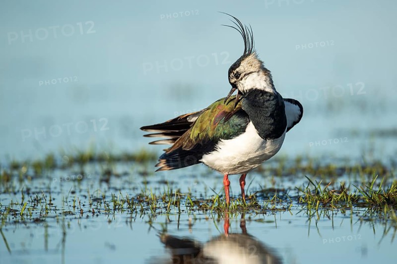 Northern Lapwing (Vanellus vanellus) in a wet meadow, Dümmer, Lembruch, Lower Saxony, Germany