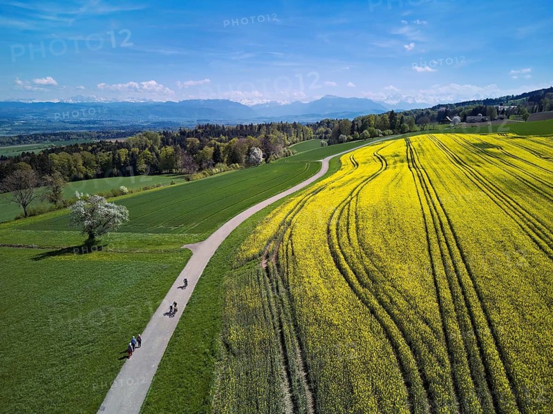 Blooming rapeseed field with the Alps and the Rigi in the background, Geltwil, Freiamt, Canton of Aargau, Switzerland