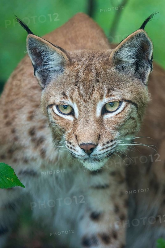 Carnivora, Eurasian lynx, felis lynx, predators, high size, portrait, mammals, raptors, mammals