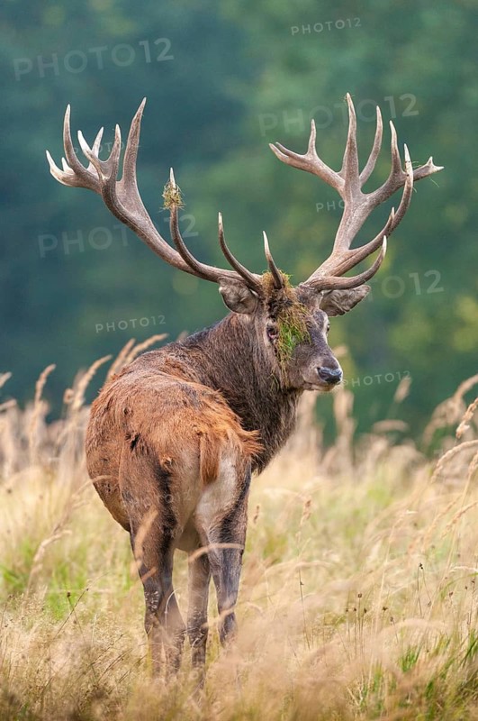 Artiodactyla, Cervus Elaphus, even-toed ungulate, cloven-hoofed, red deer, red deer, rutting, high size, deer, portrait, mammals, mammals