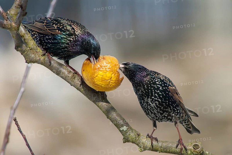 Starling, Sturnus vulgaris, Birds, Garden, Garden, Passeri, Songbirds, Birds