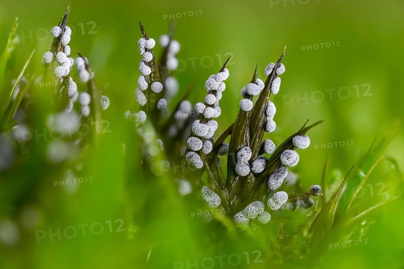 Didymium melanospermum, grey pellet slime mold, hemispherical crust mushroom, slime molds, slime mold, white-grey thread ball