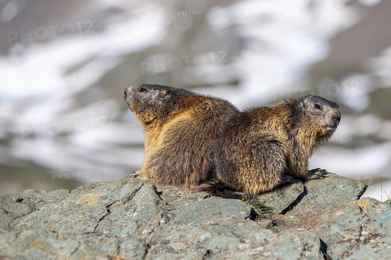 Alpine marmot (Marmota marmota), Heiligenblut, Carinthia, Austria