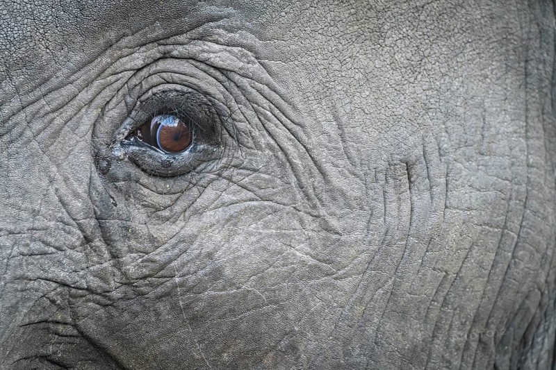 Eye detail of an African bush elephant, (Loxodonta africana), Sabi Sands Game Reserve, Mpumalanga, South Africa