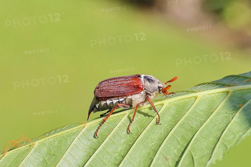 Cockchafer, forest cockchafer (Melolontha hippocastani), male, on a leaf, close-up, Wilnsdorf, North Rhine-Westphalia, Germany