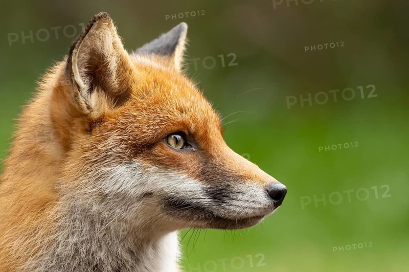 Red fox (Vulpes vulpes) adult animal head portrait, England, United Kingdom