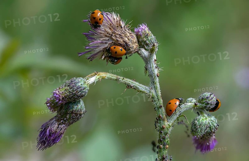 Coccinella septempunctata, seven-spotted ladybird, beetle, coleoptera, insects, beetles, seven-spot ladybird, seven-spotted ladybug