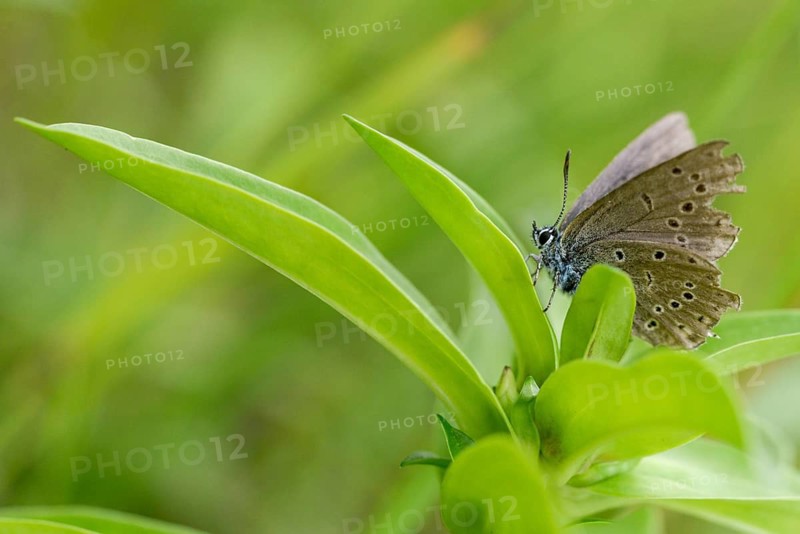 Glaucopsyche Alcon ssp. rebeli, glaucopsyche rebeli, cruciferous ant blue, maculinea rebeli, phengaris alcon ssp. rebeli, phengaris rebeli, flown off, butterfly, female, insects, butterfly, butterflies, butterflies, butterflies, female