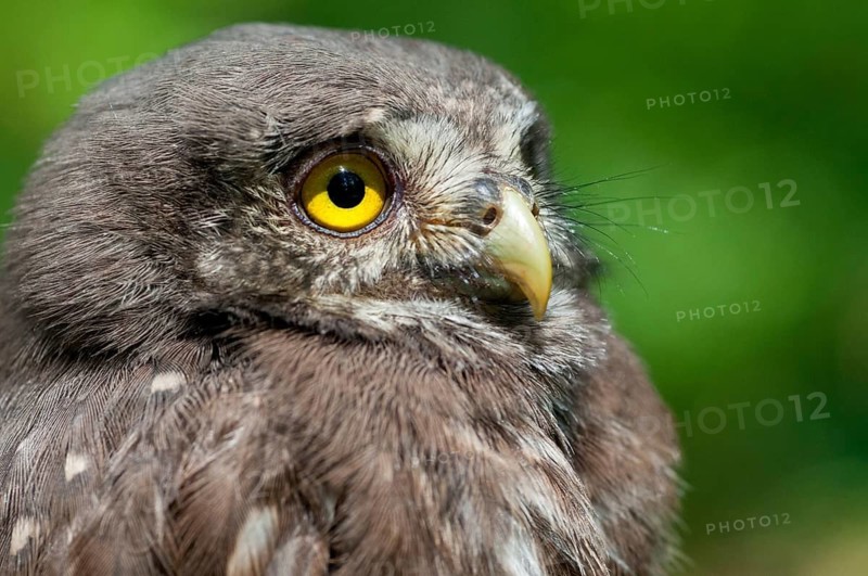 Glaucidium passerinum, pygmy owl, passerine owl, birds, owls, adolescent, juvenile, owls, strigiforms, birds