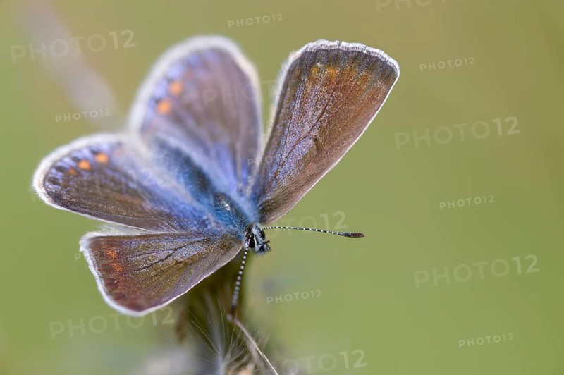 Common blue, common blue, crested blue, polyommatus icarus, blue, butterfly, insects, butterflies, butterflies, butterflies