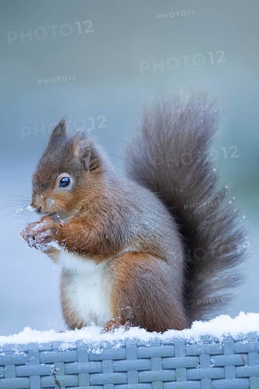 Red squirrel (Sciurus vulgaris) adult animal eating a nut in snow in winter, England, United Kingdom