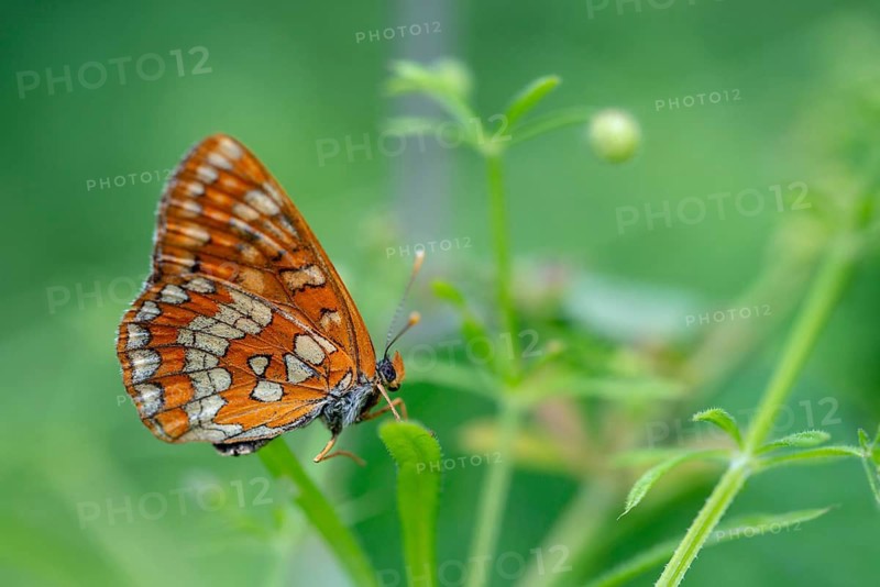 Ash moth, Euphydryas maturna, small maybird, maybird, butterfly, insects, scarce fritillary, butterfly, butterflies