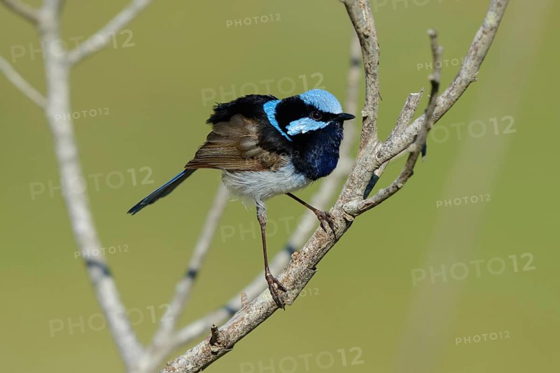 Animals, birds, blue-winged magpie, male perched on a dry twig (Malurus cyaneus), Diamond Head, New South Wales, Australia