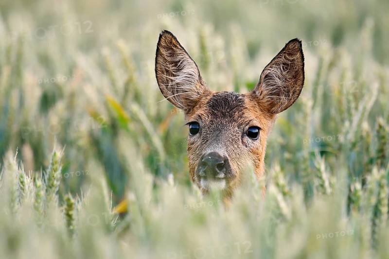 European roe deer (Capreolus capreolus), a doe in a wheat field, portrait, North Rhine-Westphalia, Germany