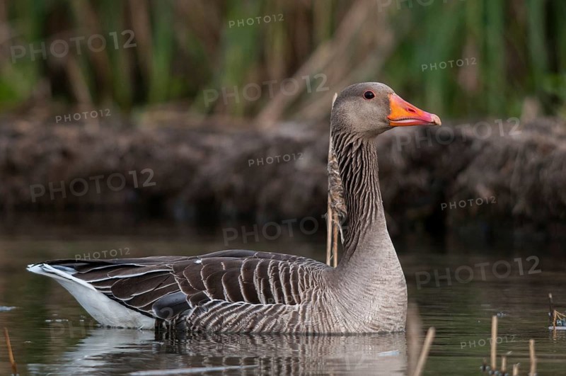 Anser Anser, Greylag or Graylag Goose, Grelag Goose, Anatidae, Birds, Duckbirds, Goose, Geese, Birds, Waterbirds